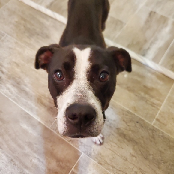 Meet your Posher, Markie - Picture 1 of 1